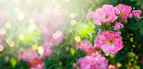 Mysterious fairy tale spring floral banner with fabulous blooming pink rose flowers in summer garden on blurred green sunny bright shiny glowing background with shining light bokeh and copy space