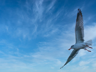 Seagull feeding on the clear sky.