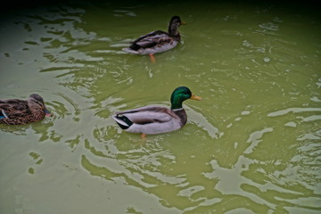two ducks in a pond