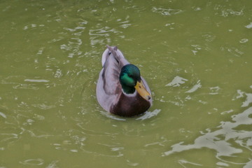 duck in water