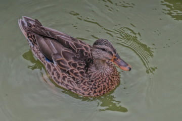 duck in water