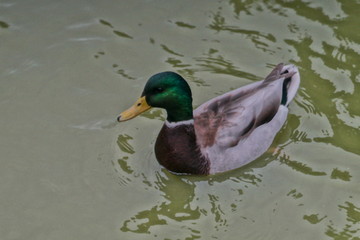 duck in water