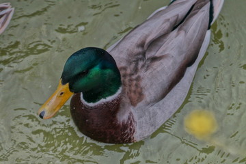 duck in the water