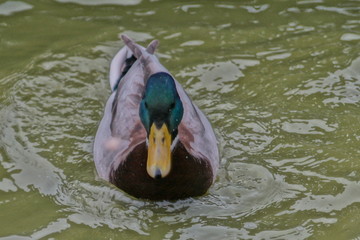 duck in water