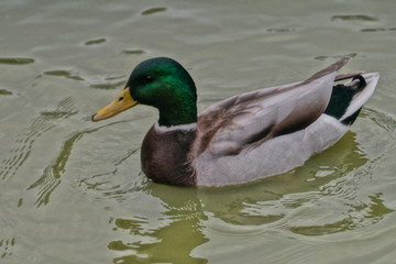 duck in water
