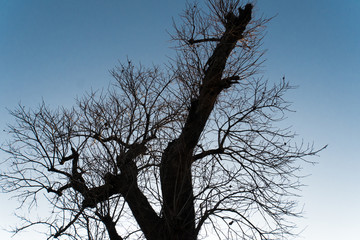 Large tree with fallen leaves
