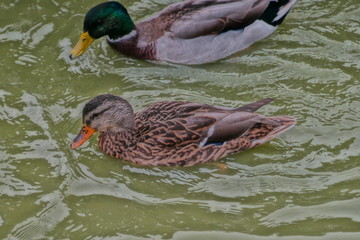 duck in water