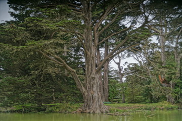 trees in the forest