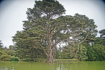 tree on lake