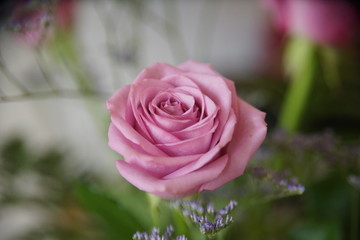 bouquet of pink roses