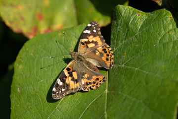 butterfly on flower