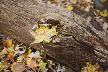 autumn leaves on tree