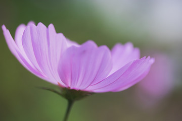 pink   flower