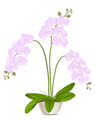 Isolated orchid in a pot with green leaves and inflorescences