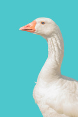 Large white goose isolated on light green background.