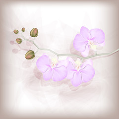 Orchid branch with inflorescences on a vintage background
