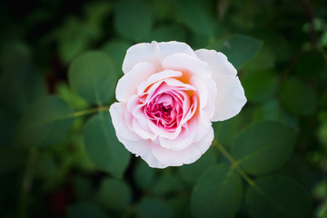 Blooming roses in the garden. selective focus. Shallow depth of field.