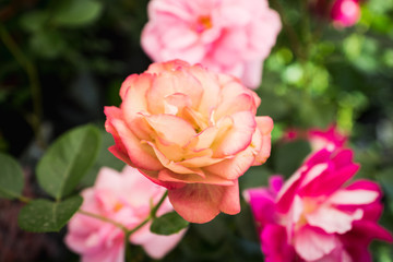Blooming roses in the garden. selective focus. Shallow depth of field.