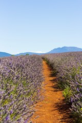 Fototapeta na wymiar Lavender field in Australia