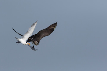 Tern and Arctic Skua in Flight for Fish seen off coast at Alibaug, Maharashtra, India