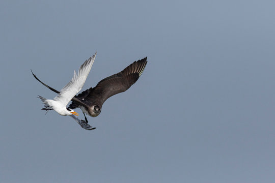 Tern and Arctic Skua in Flight for Fish seen off coast at Alibaug, Maharashtra, India