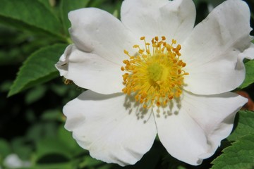 Rosehip flower in the garden in spring, closeup