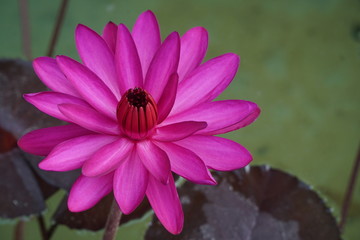 Red lotus blossoms blooming in the morning in the pool.