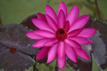 Red lotus blossoms blooming in the morning in the pool.
