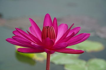 Red lotus flowers bloom in the morning on long holidays.