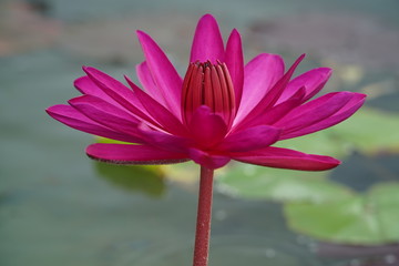 Red lotus flowers bloom in the morning on long holidays.