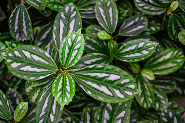 Green with white leaves background. Plant Texture.