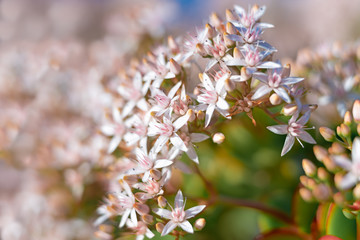 Branch of succulent plant with beautiful white flowers. Floral background, tree in bloom, Spring is coming concept