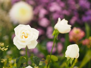 white rose flower Beautiful bouquet on blurred of nature background symbol love Valentine Day