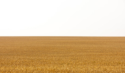 simple yellow field pattern with white stap