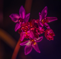 Fototapeta na wymiar orchid flower purple nature bloom colors beautiful floral macro tropical