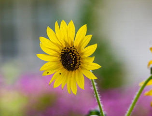 SunflowerMacro2019-1