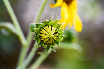 SunflowerMacro2019-1