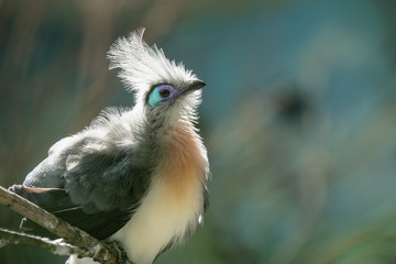 crested coua is perched and watching from his branch