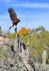 Harris's hawk on branch in desert