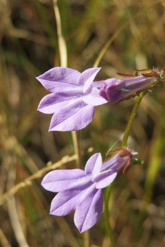 Purple Triteleia flowers on the meadow in Florida nature, closeup