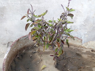 picture of a holy basil plant