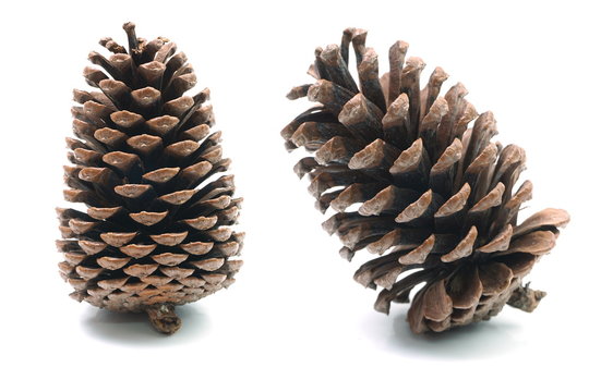 Big set of pine cones various coniferous trees isolated on white background