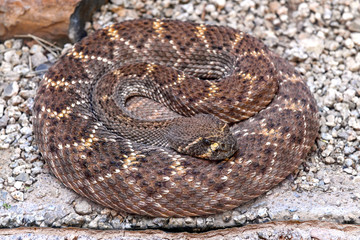 Mojave rattlesnake also known as Mojave Green, coiled with closeup of face, found in the Sonoran...