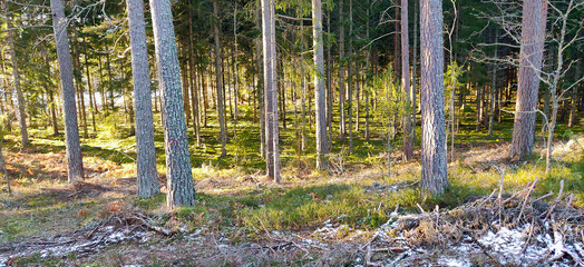 Fototapeta premium Early morning in the quiet forest