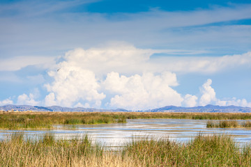 View through reeds, algae on the water, afar floating islands of Uros on Lake Titicaca in Peru, South America. Blue sky in the white clouds.