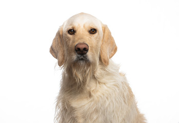 Yellow Labrador dog isolated on a white background