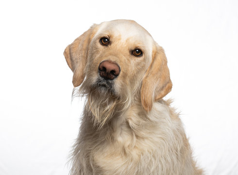 Yellow Labrador dog isolated on white background