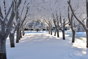 park in winter