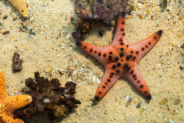 starfish in water sea with sand and little rock background. with copy space for text or design.