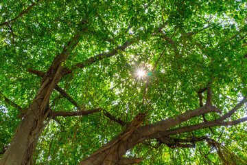 branch of big tree with sun rays background, nature saving concept